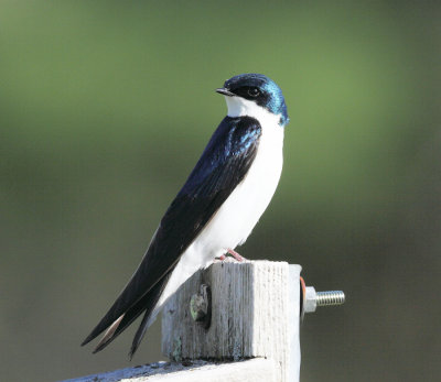 Tree Swallow - Tachycineta bicolor 