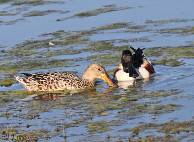 Northern Shoveler - Anas clypeata