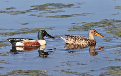 Northern Shoveler - Anas clypeata