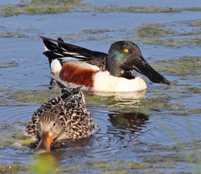 Northern Shoveler - Anas clypeata