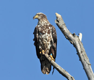 Bald Eagle - Haliaeetus leucocephalus