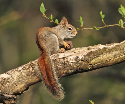 American Red Squirrel - Tamiasciurus hudsonicus