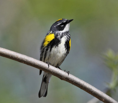 Yellow-rumped Warbler - Setophaga coronata 