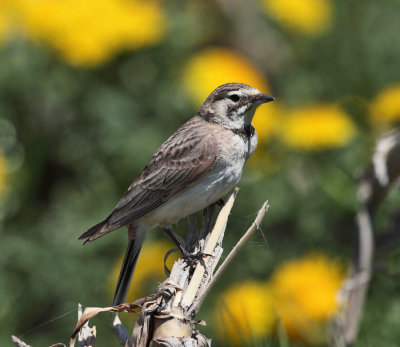 Horned Lark - Eremophila alpestris (female)