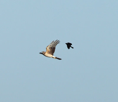 Northern Harrier - Circus cyaneus (chased by a Red-winged Blackbird)