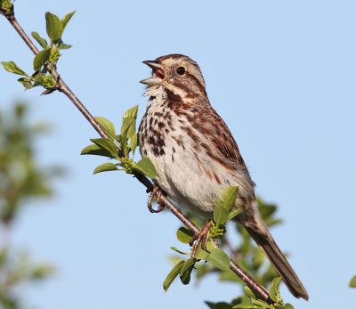 Sparrows - genus Melospiza