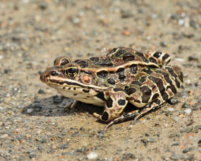 Northern Leopard Frog - Lithobates pipiens