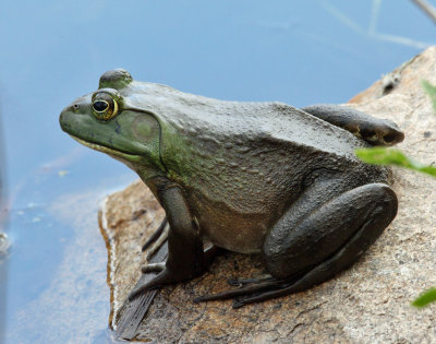 American Bullfrog - Lithobates catesbeianus