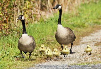 Canada Geese - Branta canadensis