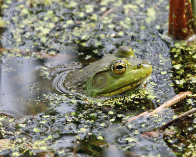 American Bullfrog - Lithobates catesbeianus