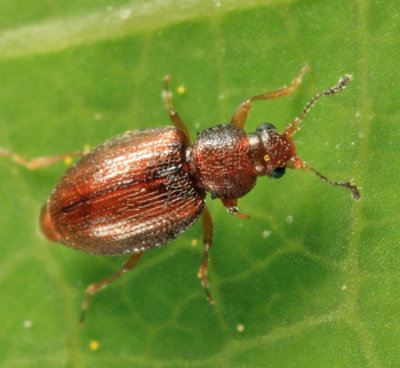 Corticarina cavicollis