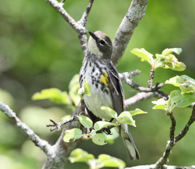 Yellow-rumped Warbler - Setophaga coronata