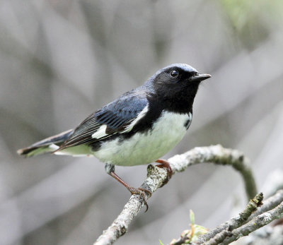 Black-throated Blue Warbler - Setophaga caerulescens