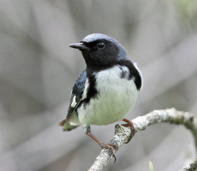 Black-throated Blue Warbler - Setophaga caerulescens