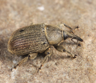 European Curculionid Weevil - Rhinusa tetra