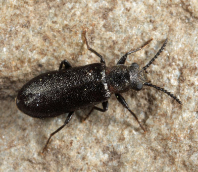 Palm and Flower Beetles (Mycteridae) - Lacconotus punctatus