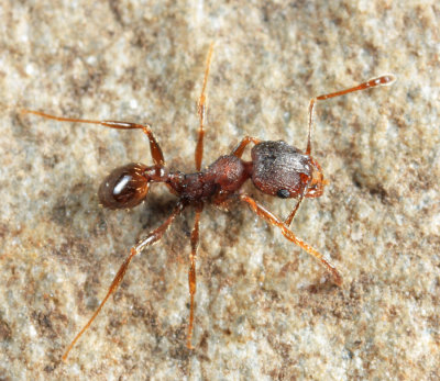Big-headed Ant - Pheidole pilifera