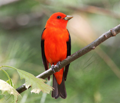 Scarlet Tanager - Piranga olivacea