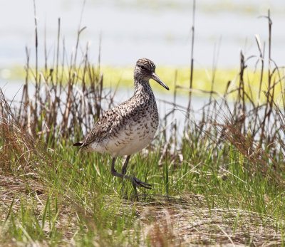 Willet - Tringa semipalmata 