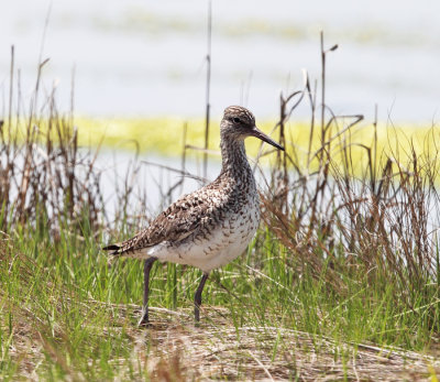 Willet - Tringa semipalmata