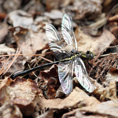 Beaverpond Clubtail - Gomphus borealis