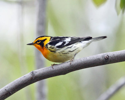 Blackburnian Warbler - Setophaga fusca