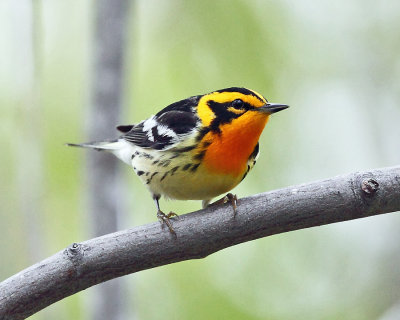 Blackburnian Warbler - Setophaga fusca