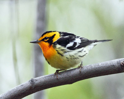 Blackburnian Warbler - Setophaga fusca