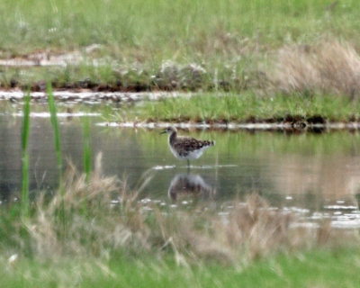 Ruff - Philomachus pugnax