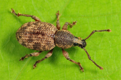 Raspberry Weevil - Otiorhynchus singularis
