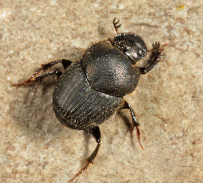 Scooped Scarab - Onthophagus hecate