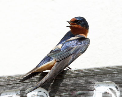 Barn Swallow - Hirundo rustica