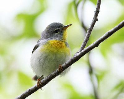 Northern Parula - Setophaga americana (female)