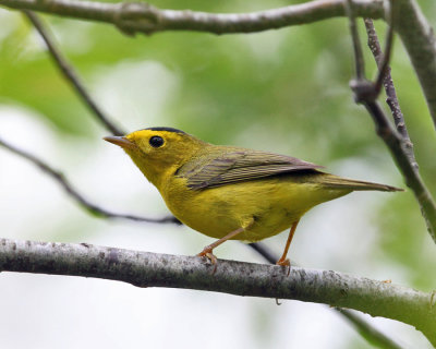 Wilson's Warbler - Cardellina pusilla