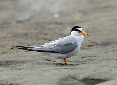 Least Tern - Sternula antillarum