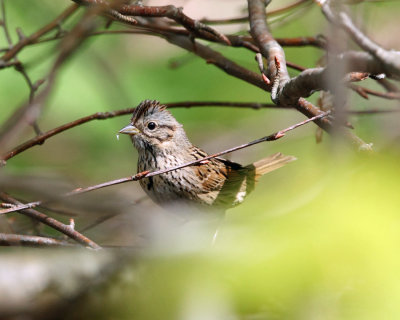 Lincoln's Sparrow - Melospiza lincolnii 