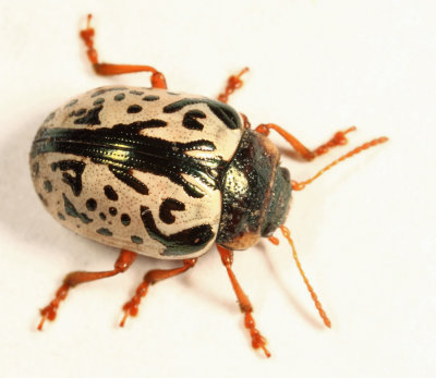 Calligrapha suturella