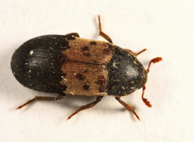 Larder Beetle - Dermestes lardarius
