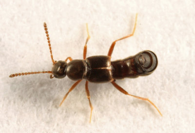 Tachyusa americana