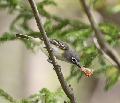 Blue-headed Vireo - Vireo solitarius