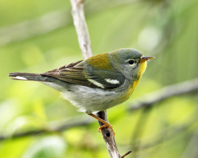 Northern Parula - Setophaga americana