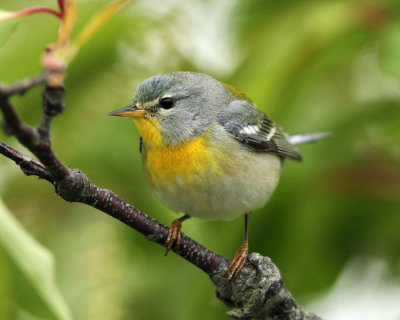 Northern Parula - Setophaga americana