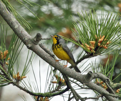 Canada Warbler - Cardellina canadensis