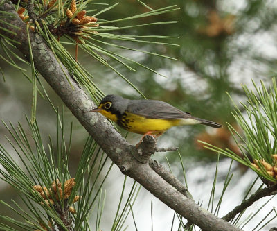 Canada Warbler - Cardellina canadensis