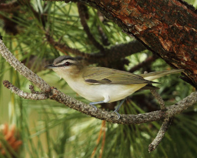 Red-eyed Vireo - Vireo olivaceus