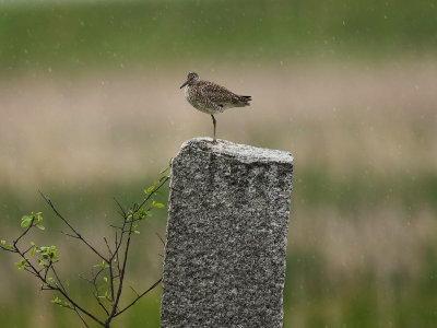 Willet - Tringa semipalmata