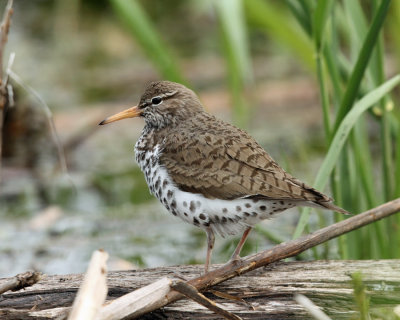 Spotted Sandpiper - Actitis macularius