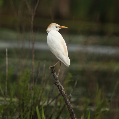 Cattle Egret - Bubulcus ibis