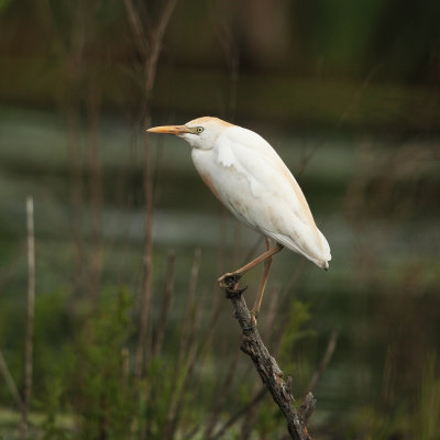 Cattle Egret - Bubulcus ibis