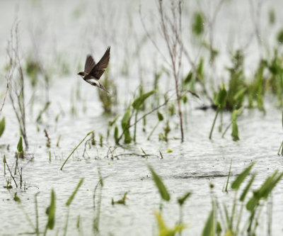 Bank Swallow - Riparia riparia